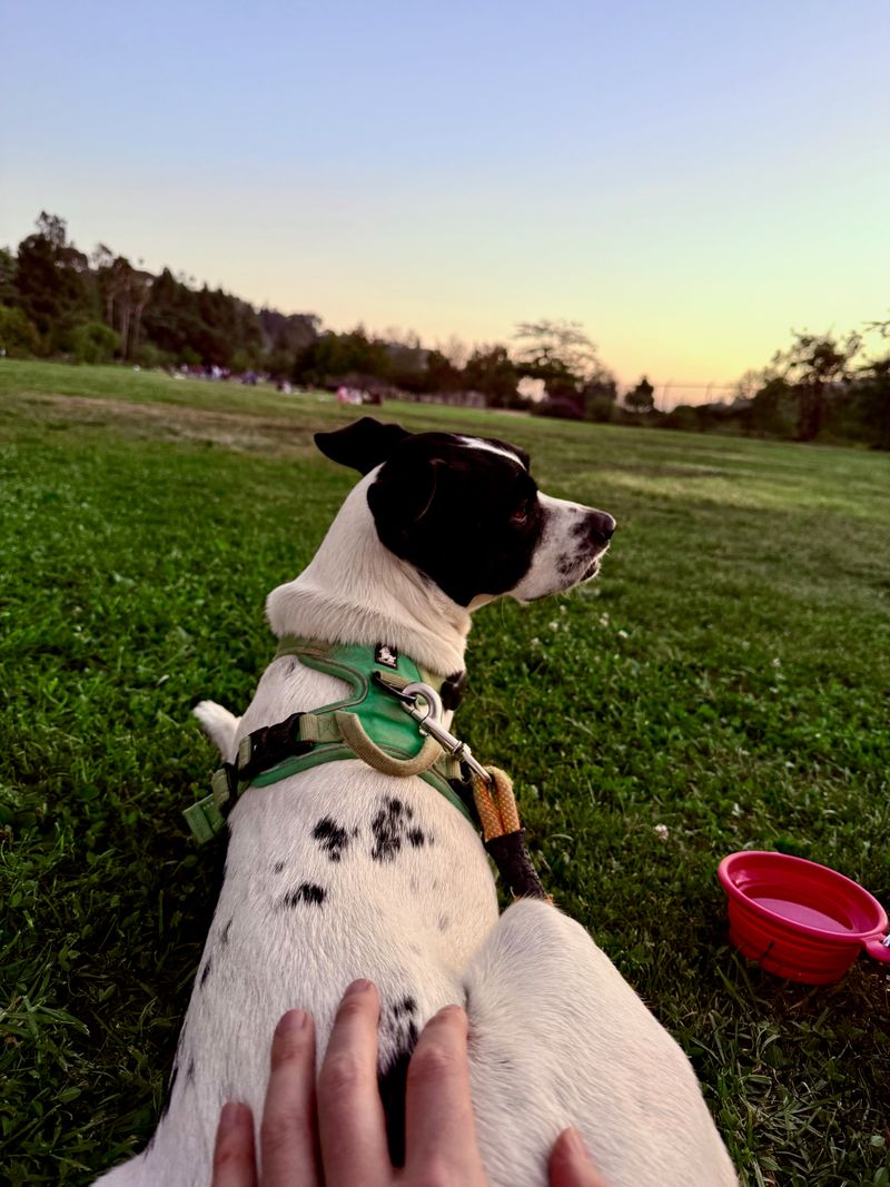 Still Cowboy, but this time lounging in the park, much cleaner.